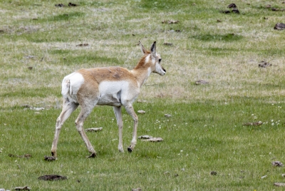 Pronghorn Antelope YNP May 2025